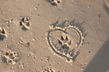 Dog footprind on wet sand and heart around it 