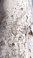 Russian birch. tree bark, birch bark