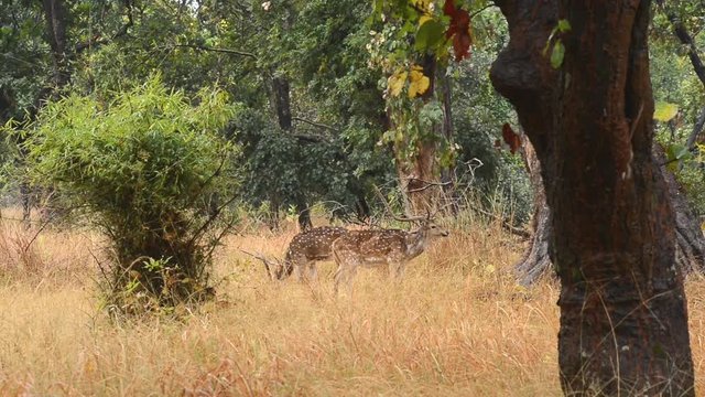 Spotted deer (Axis axis) National Park, India
