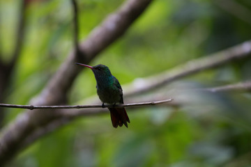 Fototapeta premium Close up Honduran Emerald Hummingbird shaking, Amazilia luciae. This bird is found only in Honduras. Green tropical background. The Lodge at Pico Bonito, Honduras.