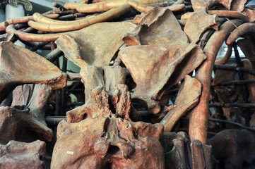 Pattern of mammoth bones. Museum exhibit

