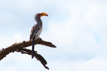 A southern yellow-billed hornbill (Tockus leucomelas) resting on a tree in Kruger National Park, South Africa.
