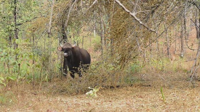 young male gaur or Indian bison who stands among the trees in the forest on a winter sunny day