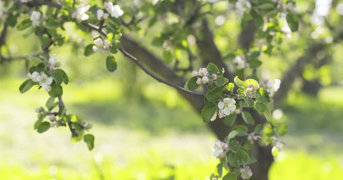 Slow motion tracking dolly shot of blossoming apple tree in a garden