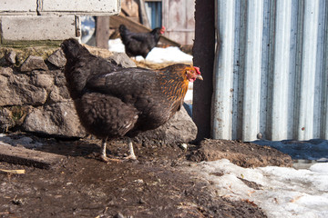 Poultry on the farm yard