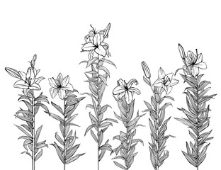 Lilies in black and white style