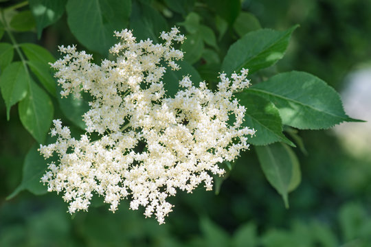 Holunder Bl&uuml;te und Bl&uuml;tenstand ist am bl&uuml;hen im Fr&uuml;hling