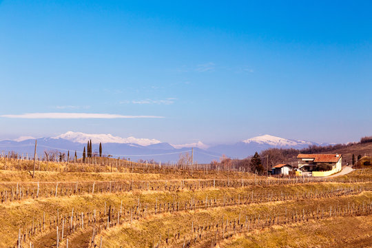 Collio Friulano, Udine Province, Friuli Venezia-Giulia, Italy. Sunny day in the vineyards.