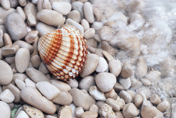 Muschel ist essbar am Kies mit Schaum und Gischt