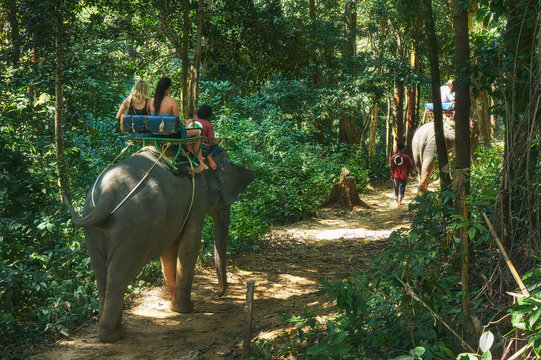 Riding on the elephant through the jungle in the Khao Lak national park in Thailand
