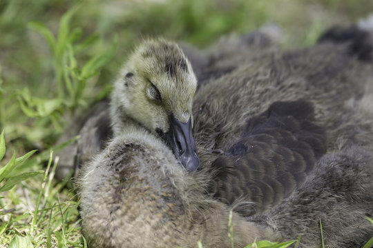 gosling