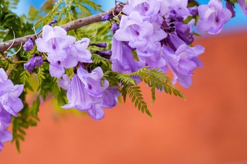 Jacaranda is a genus of 49 species of flowering plants in the family Bignoniaceae, 