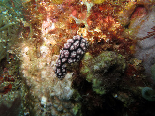 Warzenschnecke Phyllidiella spec.