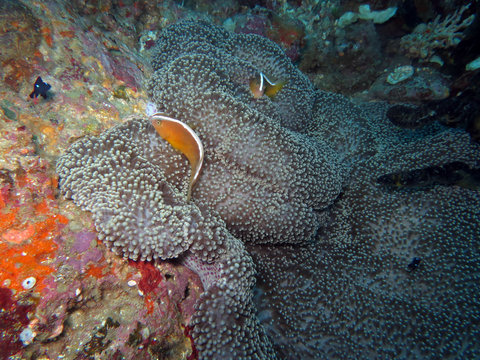 Oranger Weißrücken-Anemonenfisch auf Mertens Riesenanemone