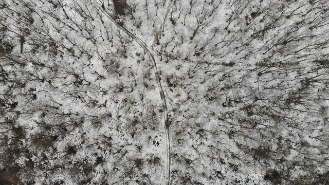 aerial view of forest with dry trees in winter scene