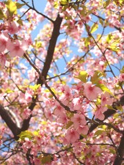 河津桜と葉桜