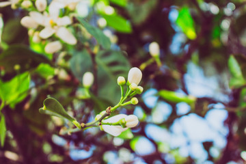 White flowers. White flowers of an orange tree.