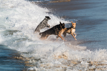 A group of three dogs running and jumping in the waves at Dog Beach at Ocean Beach in San Diego, California. 