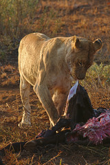 Lioness eating a buffalo at dawn in Kruger National Park, South Africa.