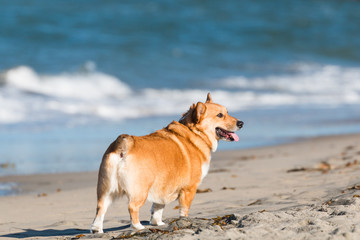 A Pembroke Welsh Corgi looking off into the distance on Dog Beach at Ocean Beach in San Diego, California.