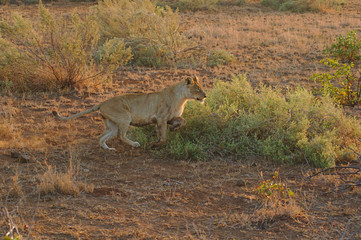 Lioness sprinting at dawn in Kruger National Park, South Africa.