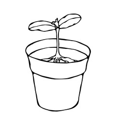 Flower Pot with Soil. Seed, Sprout with two leaves and Root. Flowerpot for Sprouting Plant. Seedling. Phases of Growth of a Plant. Gardening Hobby Hand Drawn Illustration. Savoyar Doodle Style.