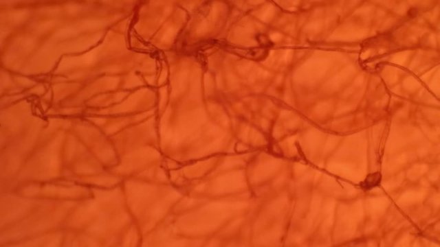 Visione al microscopio di tessuto simile alla vascolarizzazione della retina umana