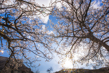 Cappadocia Turkey Landscape in Spring