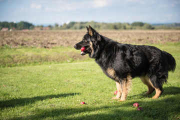Young Bohemian Shepherd stands while holding an apple in his mouth during a sunny day