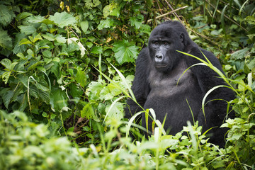 Young mountain gorilla rests in rich vegetation in Bwindi Impenetrable National Park in Uganda