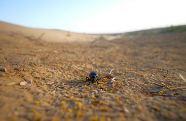 Insecte