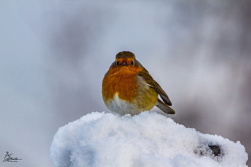  Robin in the Snow