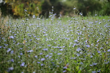 fleurs bleues © Marine