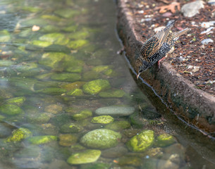 Metallic Rainbow Plumage on a European Starling At the Edge of the Pond