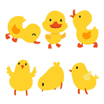 chick and duck collection