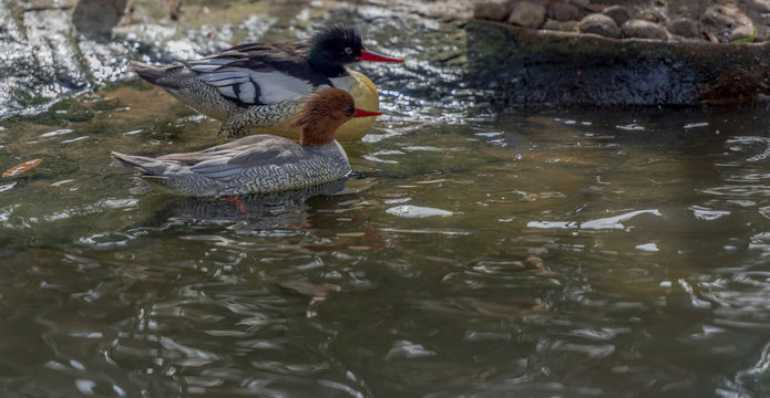 Bright Yellow, White, and Tan Plumage on  a  Pair of Scaly Sided Mergansers in the Pond