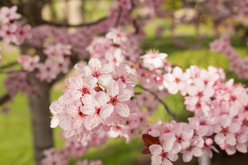 Spring Cherry Blossom Closeup