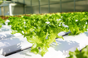Fresh green hydroponic lectuce in the farm