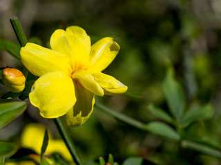 Fototapeta premium newly opened yellow flower and green background