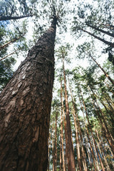 Upward view of pine forest in Doi Inthanon National Park, Thailand.