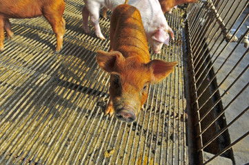 The farm pigs