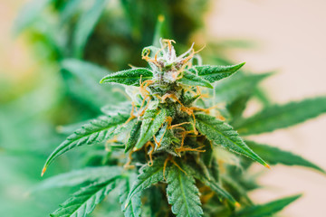 marijuana cbd thc. bud cannabis, Concepts of legalizing medicinal herbs weed, Macro shot with sugar...