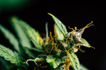 Macro shot Macro buds of medicinal marijuana trichomes cbd thc. Concepts of legalizing herbs weed,...