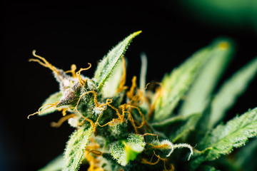 medicinal Macro buds of marijuana trichomes cbd thc. Concepts of legalizing herbs weed, bud...
