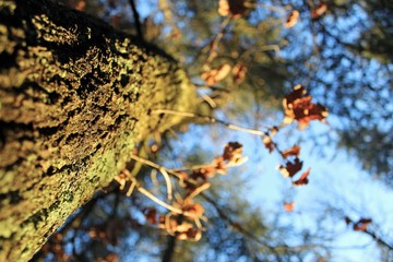 Focus sur le naturel