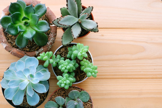 Succulent plants on wood background with copy space