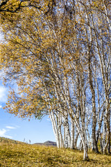 The golden silver birch in autumn