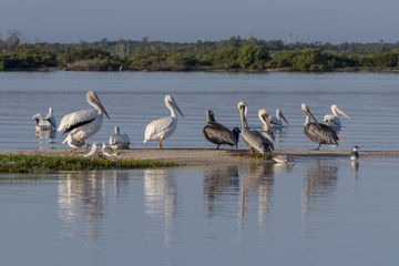 seabird diversity during migration season in Mexico. White and Brown pelicans, seagulls, cormoran and skimmer share a strip of sand while they rest under the sun. 