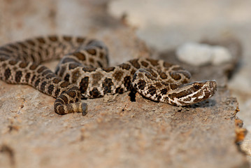 Sistrurus catenatus tergeminus