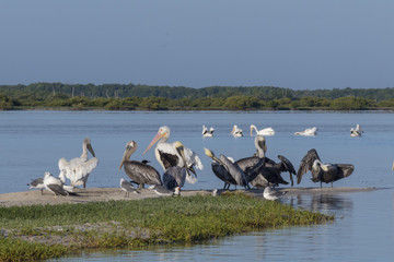 seabird diversity during migration season in Mexico. White and Brown pelicans, seagulls, cormoran and skimmer share a strip of sand while they rest under the sun. 
